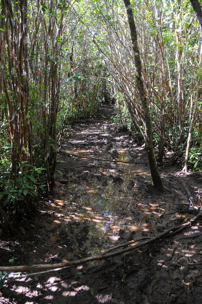 The trail can be exceedingly muddy, which unfortunately detracts from what could be great hike