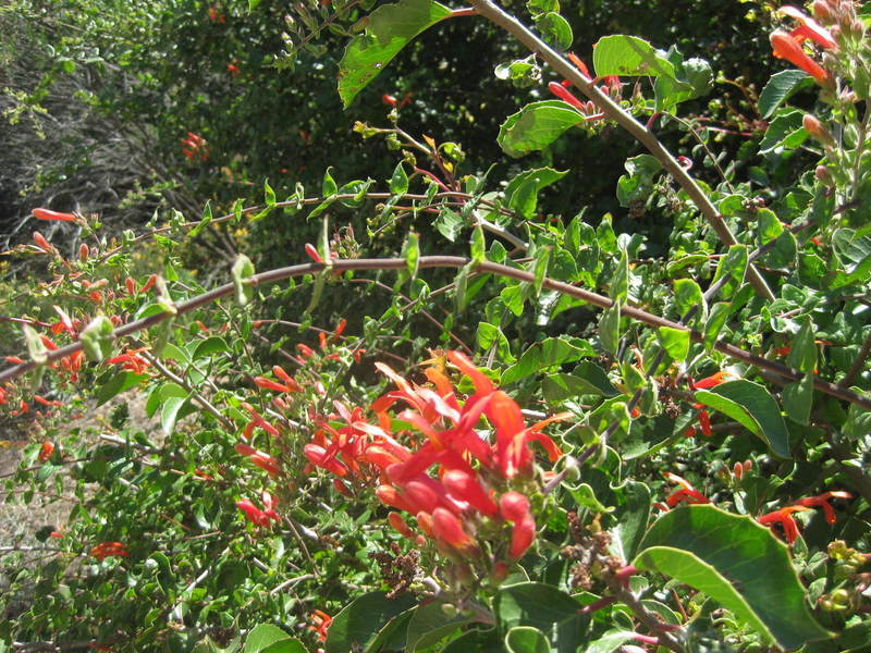 iNaturalist tells me these are genus Keckiella.