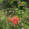 iNaturalist tells me these are genus Keckiella.