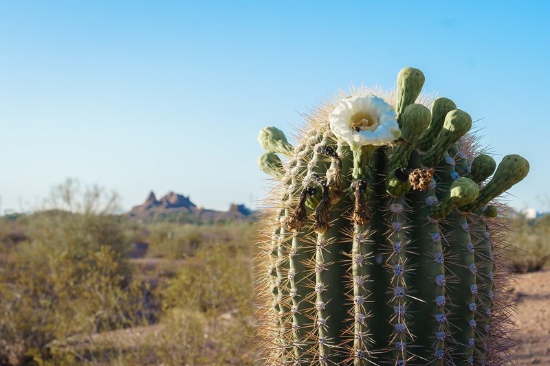 Papago Cactus late May