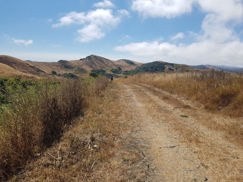 Golden Hills of California