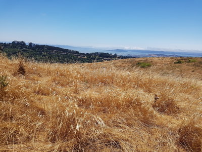 Watching the fog rolling in over the Golden Gate Bridge