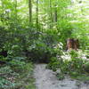 Forest Point Trail is blocked on the more northern fork of this loop trail necessitating a return to start.