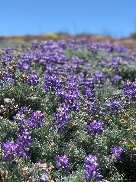 Wild flowers on the way to carrington point .