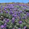 Wild flowers on the way to carrington point .