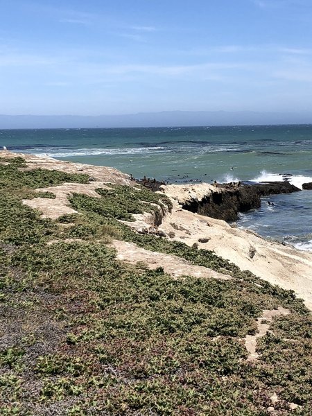 Sea Lions on Carrington Point