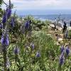 Some of the pretty flowers on our way to Sveti Ilaji