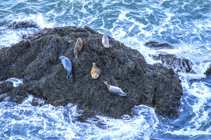 Seals out on a rock near Seal Cove / Keyhole