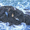 Seals out on a rock near Seal Cove / Keyhole