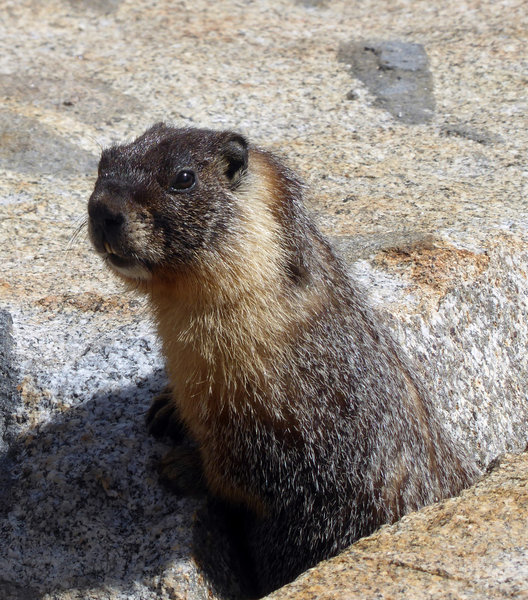 "who are you" asks the marmot