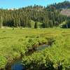 Paradise Meadows in late June, looking south