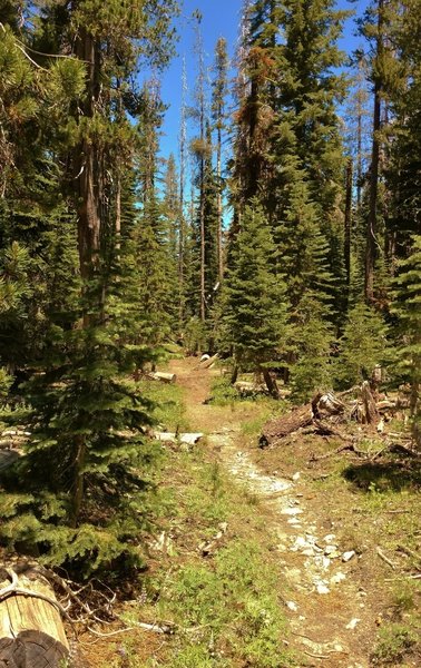 The fir forest at the start of the Terrace, Shadow and Cliff Lakes Trail