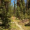 The fir forest at the start of the Terrace, Shadow and Cliff Lakes Trail