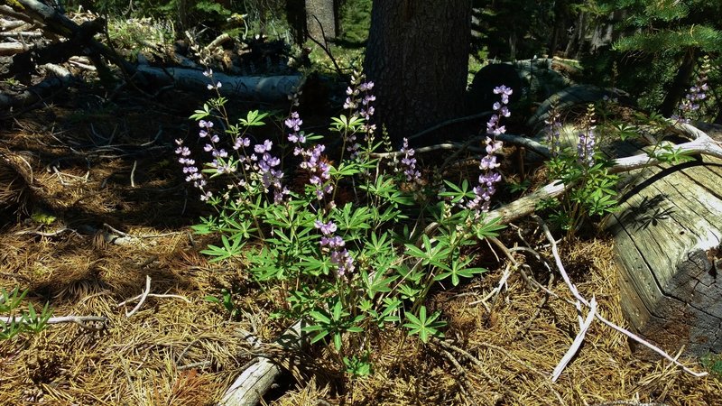 Meadow/largeleaf lupine along Terrace, Shadow and Cliff Lakes Trail