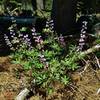 Meadow/largeleaf lupine along Terrace, Shadow and Cliff Lakes Trail