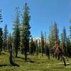 Lassen Peak comes into view to the west, through the thinning fir forest as Terrace, Shadow, and Cliff Lakes Trail climbs. The ground cover is a low growing manzanita.