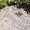 Dinosaur track along trail