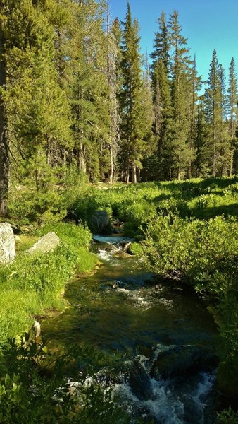 One of many streams that form Hat Creek, is crossed by Paradise Meadows Trail, near its headwaters in Paradise Meadows