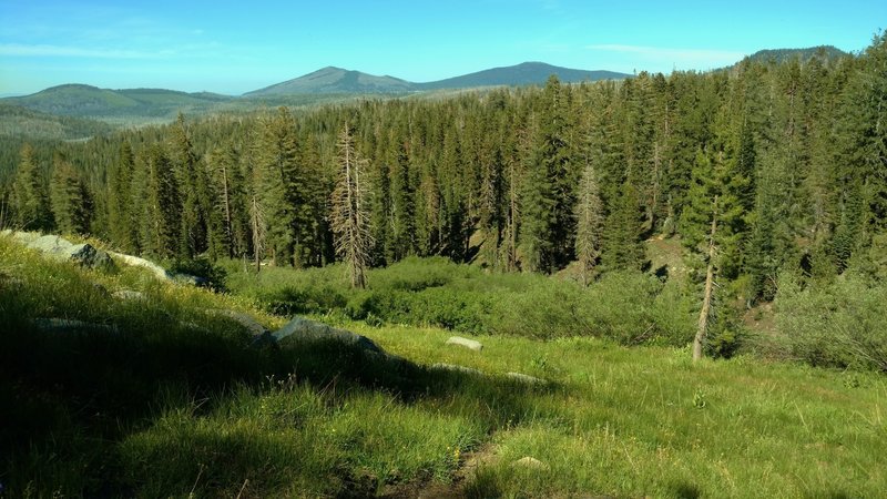 The fir forest and meadows when looking northeast, high on Paradise Meadows Trail. In the far distance, left to right, are Badger Mountain, West Prospect Peak, Prospect Peak and Hat Mountain.