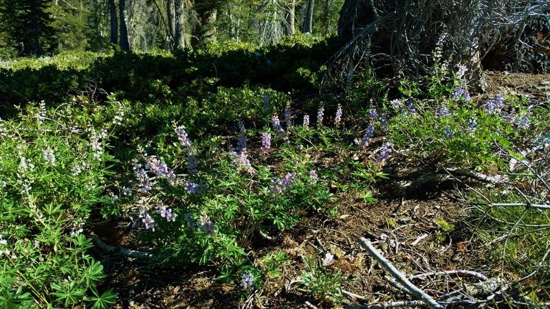 Meadow/largeleaf lupine along paradise Meadows Trail