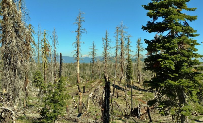 Mount Shasta can be seen in the far distance (center) to the northwest, through the trees - some burnt and some green with life, as the land along Bear Lakes Trail, recovers from the 2012 Reading Wildfire