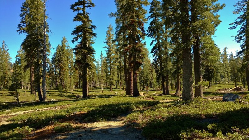 Manzanita ground cover is dotted with firs in the backcountry along Bear Lakes Trail near the Echo Lake/Twin Lakes Trail junction.