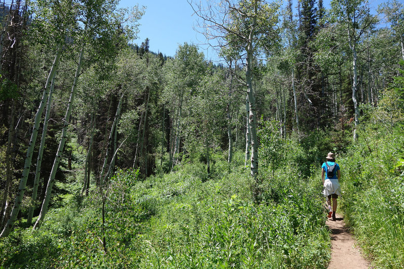 Hiker on the Lamb's Canyon trail