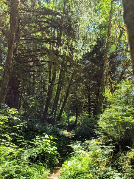 Trail condition on east side of Soapstone Lake.