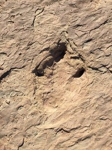 Sauropod Tracks... more tracks show a wounded Saurpod taking a right turn and nearby predator dinosaur following it.