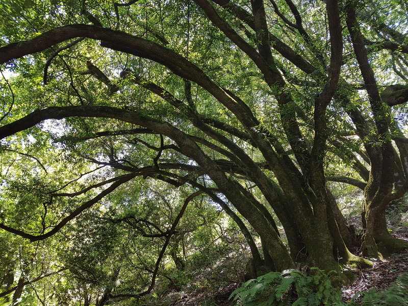 Bay Trees provide needed shade on a hot summer day