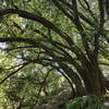 Bay Trees provide needed shade on a hot summer day