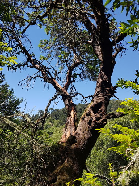 Pacific Madrone Tree