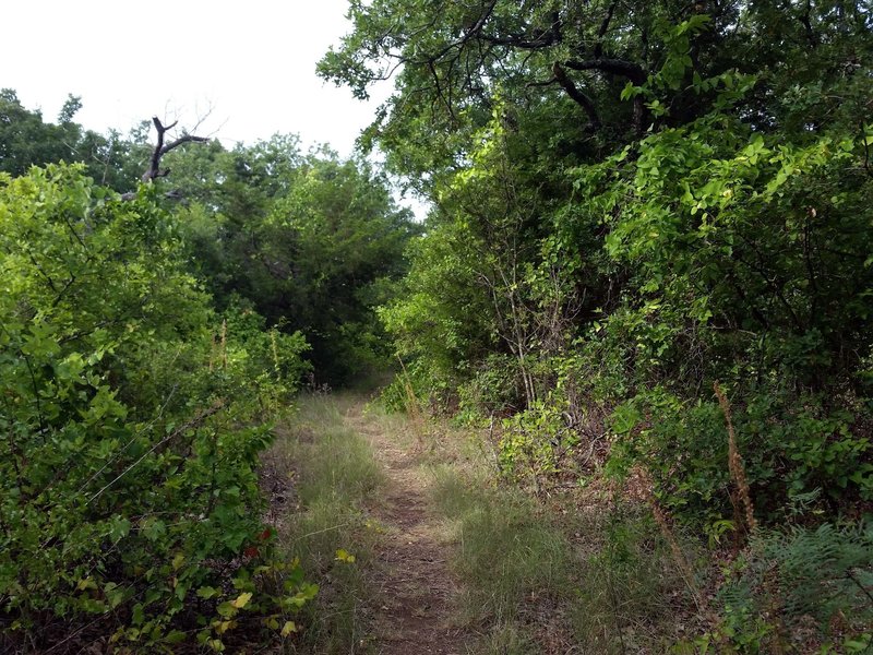 Bluff Loop track through scrubby oaks