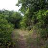 Bluff Loop track through scrubby oaks