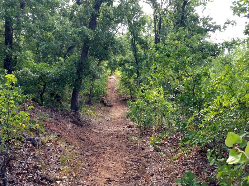 Part of the Main Pond Trail goes through oak forest