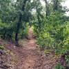 Part of the Main Pond Trail goes through oak forest