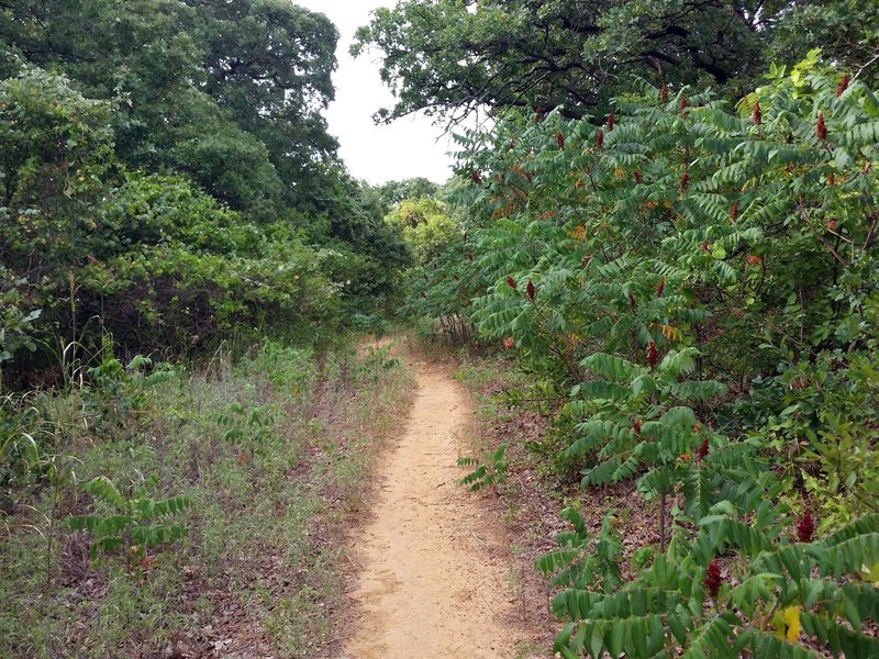 Meadow Loop sumac showing off for summer