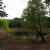 The North Pond, trail hooks around to the right