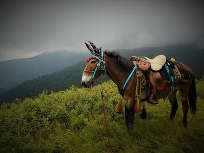 Zeke the wonder mule @ Maple Camp Bald, our lunch spot