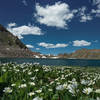 Seasonal flowers (Marsh Marigolds) surround Lost Man Lake
