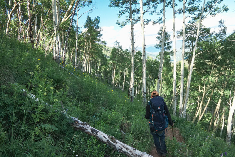 Enjoy the aspen groves that dominate the majority of this hike.