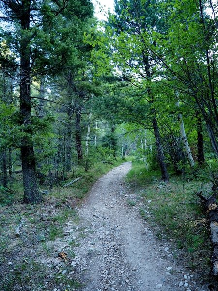 The trail is an old road for about the first 2 miles.