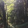 Looking up at the trees along the trail, with the creek below.