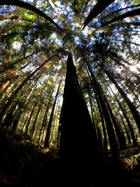 The very tall trees that surround the trail are amazing.