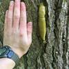 A very large banana slug.