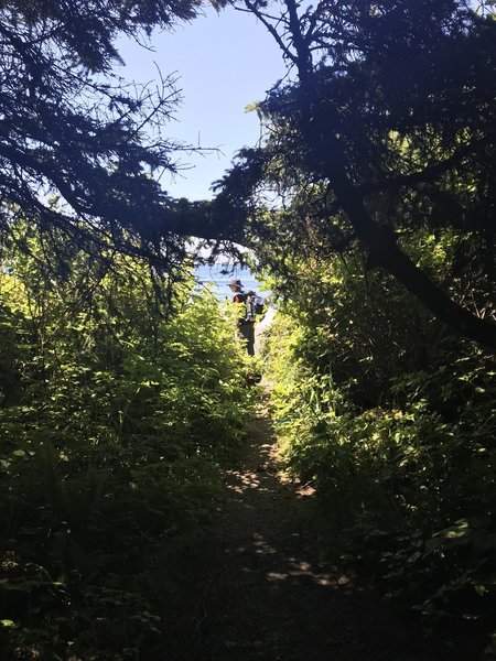 The trail, as it leads to the beach.