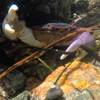 A purple shore crab in a tide pool.