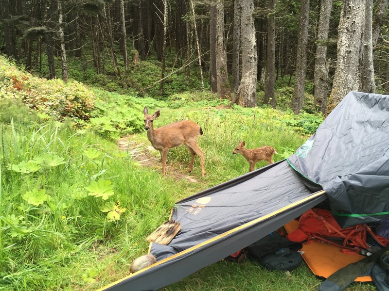 A doe and a fawn just feet from us.