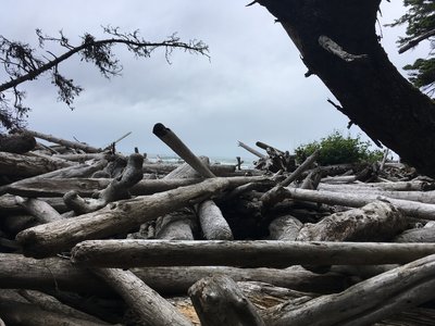 Looking out towards the ocean, from Seafield Creek.