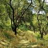 The sunlit woods along Chisnantuck Peak Trail on a summer day.